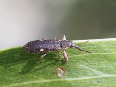 Rhinotia bimaculata