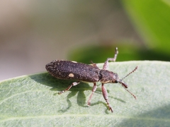 Rhinotia bimaculata
