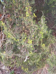 Ericaceae