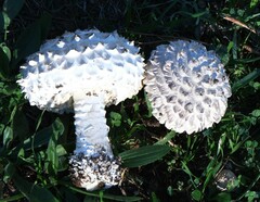 Saproamanita vittadinii