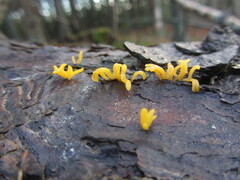 Calocera furcata