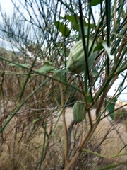 Araujia sericifera