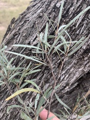 Acacia catenulata