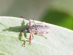 Rhinotia bimaculata