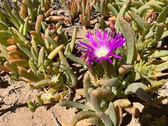 Disphyma crassifolium