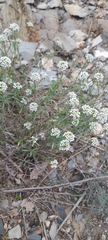 Lobularia