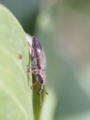 Rhinotia bimaculata