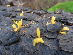 Calocera furcata