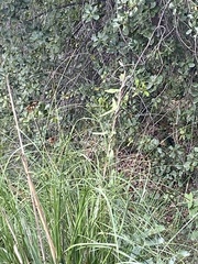 Carex pendula