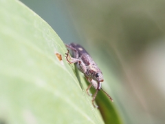 Rhinotia bimaculata