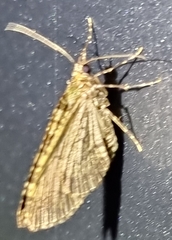 Larentiinae