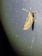 Larentiinae