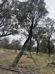 Acacia catenulata