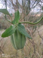 Araujia sericifera