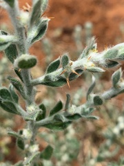 Sclerolaena birchii