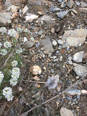 Lobularia maritima