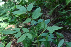Caulophyllum robustum