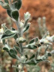 Sclerolaena birchii