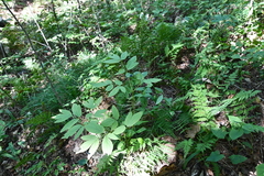 Caulophyllum robustum