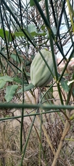 Araujia sericifera