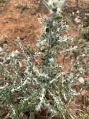 Sclerolaena birchii