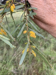 Acacia caroleae