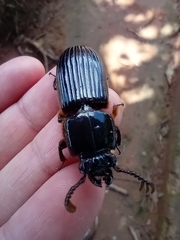 Passalus