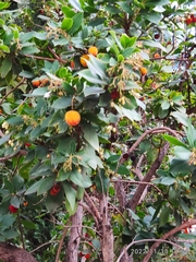 Arbutus unedo
