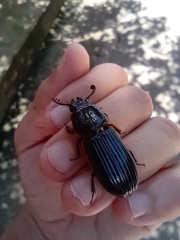 Passalus