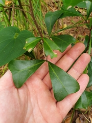 Cupaniopsis wadsworthii