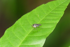 Dolichopodinae