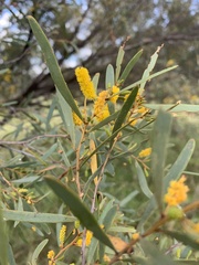 Acacia caroleae