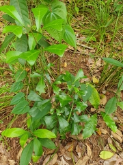 Cupaniopsis wadsworthii