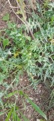 Galactites tomentosus