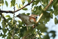 Turdus hortulorum
