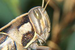Cyrtacanthacris tatarica
