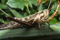 Cyrtacanthacris tatarica