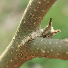 Hestina assimilis
