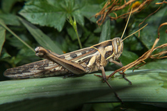 Cyrtacanthacris tatarica