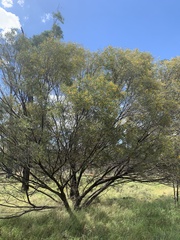 Acacia caroleae