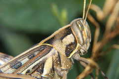Cyrtacanthacris tatarica