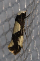 Monopis trimaculella