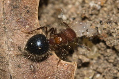 Meranoplus bicolor