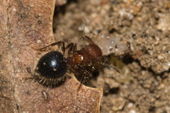 Meranoplus bicolor