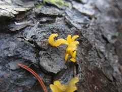 Calocera furcata