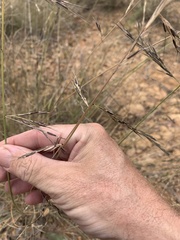 Aristida vagans