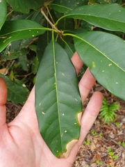 Chionanthus ramiflorus