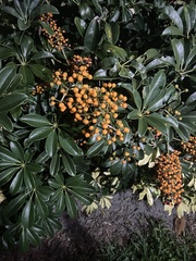 Apiales