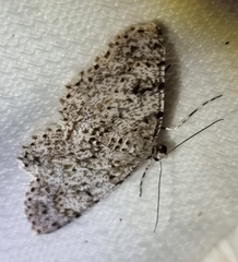 Thallogama corticola