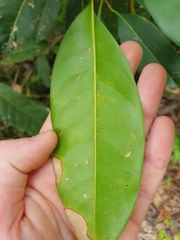 Chionanthus ramiflorus